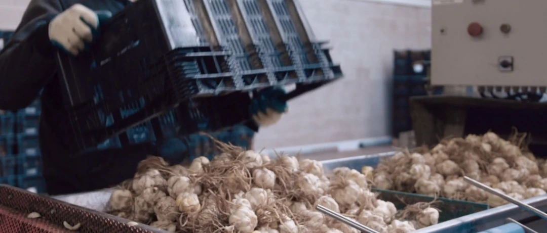 Bulbos de flor | Niverplast