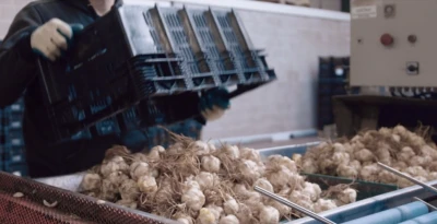 Bulbos de flor | Niverplast
